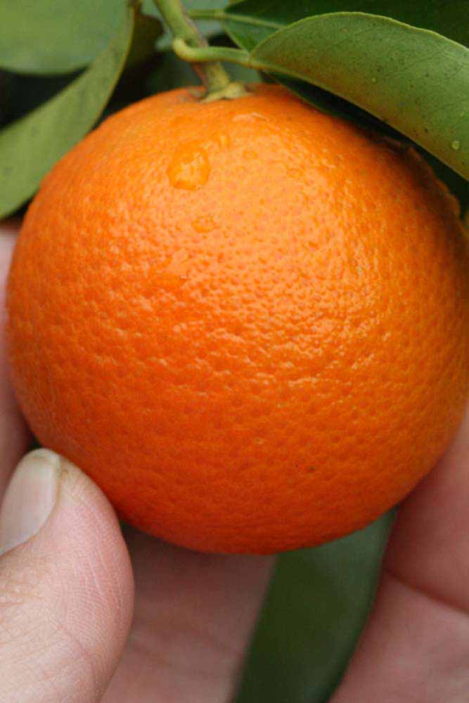            Fruit (Riverside, CA)   